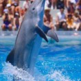 DOLPHINE SHOW